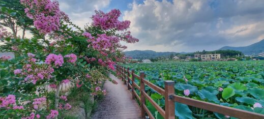 lily pond and pathway
