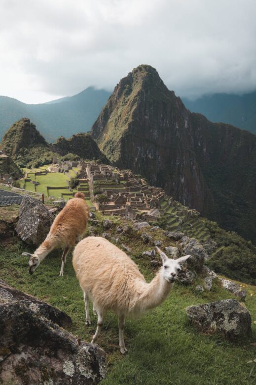 brown llama on the field