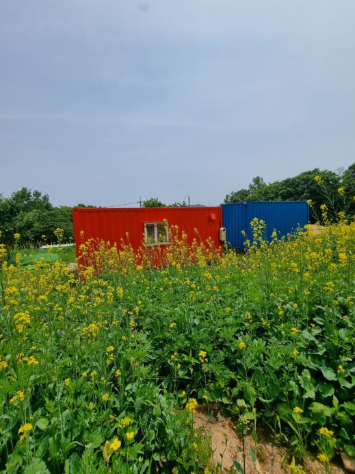 red and blue trailer Canola FlowersEarly April Flower in South Korea