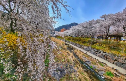 uksucheon-stream cherry blossoms trees