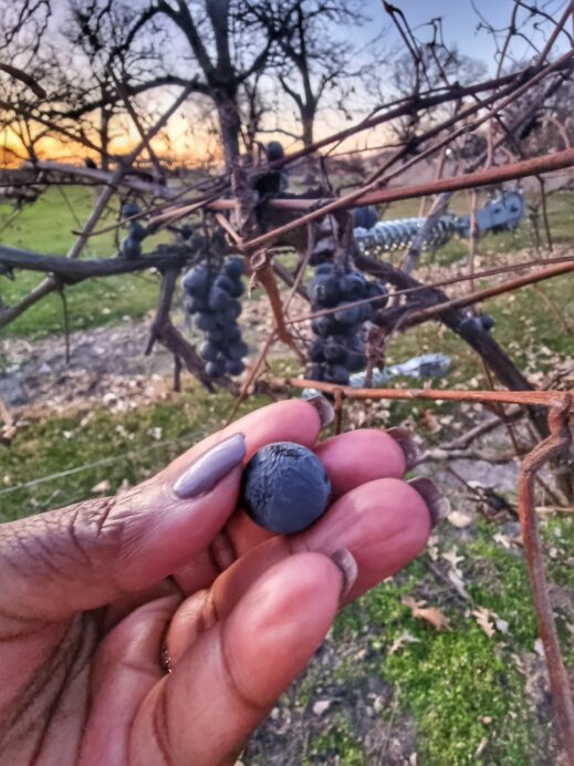 Grape in hand OLD-OAKS-WINERY-in-the-QUAD-CITIES