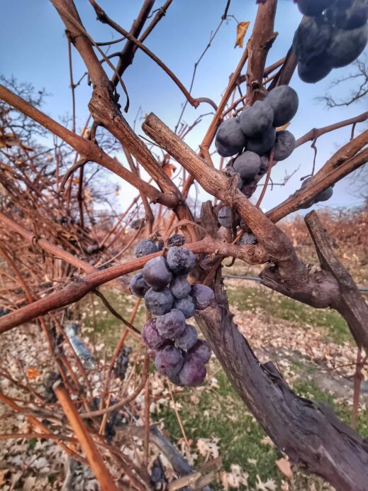 Old Oaks Winery, Quad Cities, grape cluster