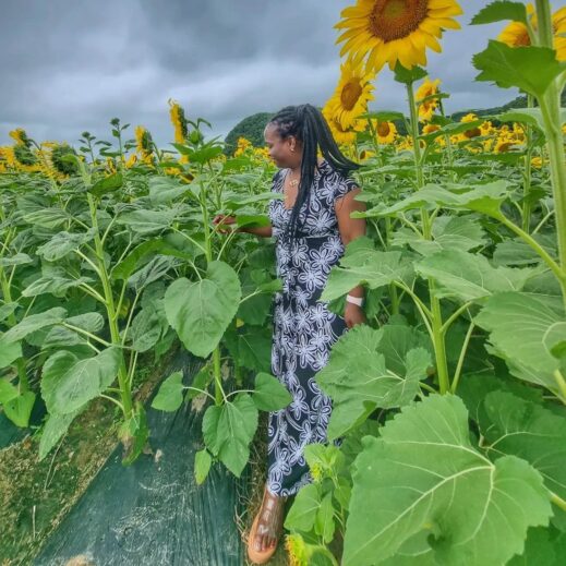 Gyeongju walking thru sunflowers