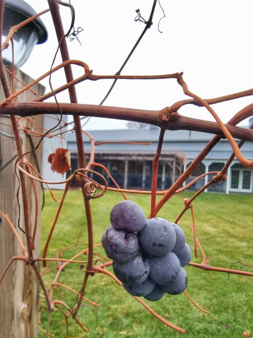 Lavender Crest Winery grape