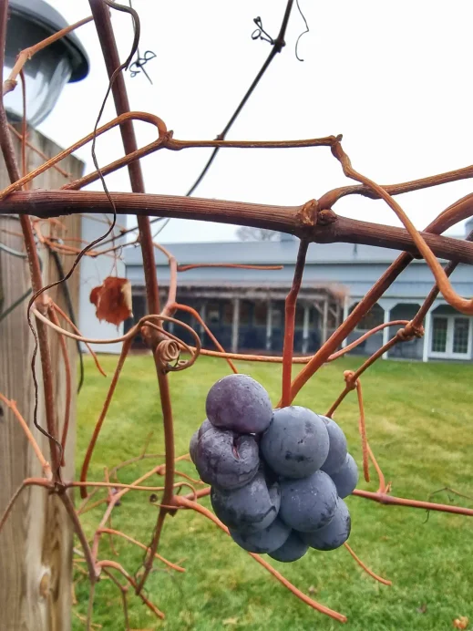 Lavender Crest Winery grape
