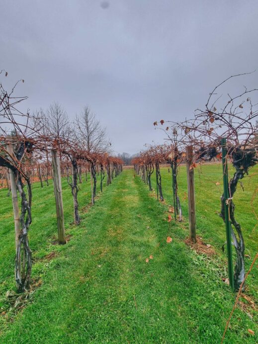 Lavender Crest Winery vineland