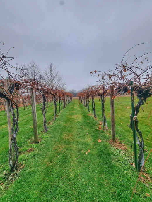 Lavender Crest Winery vineland