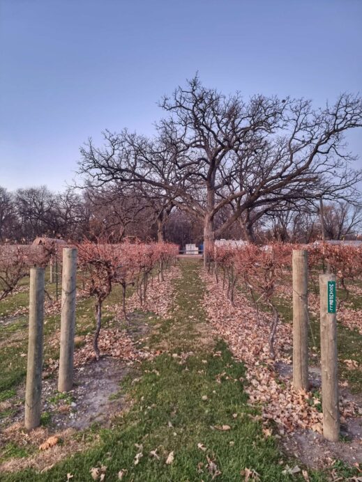 Old Oaks Winery, Quad Cities,  vineyard