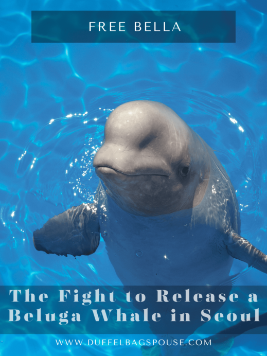 Beluga whale captivity pinterest pin