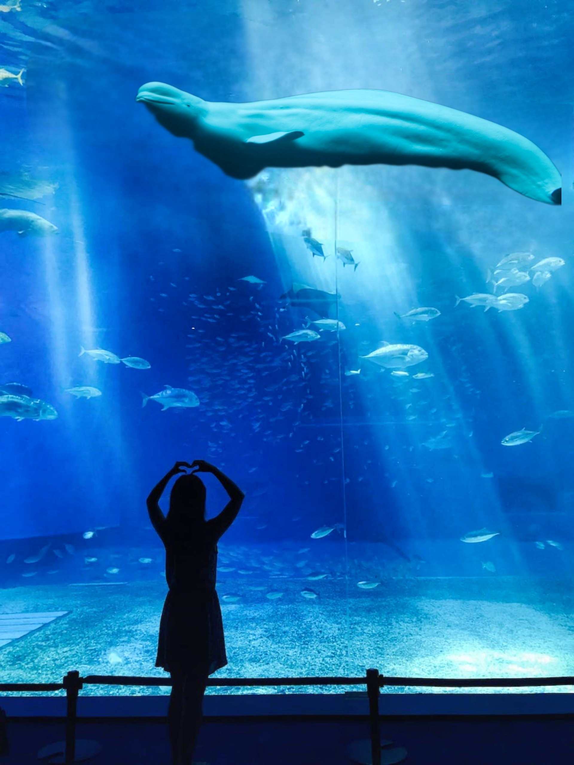 Beluga whale in Seoul aquarium- featured image