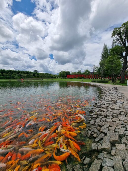 Hinoki Land lake full of koi fish