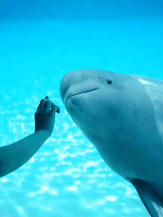 Tap Bella whale in captivity