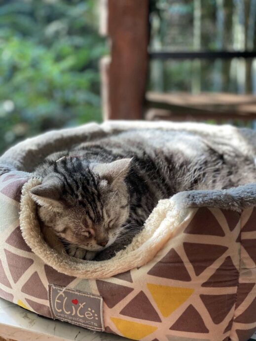 Teddu Cafe cat