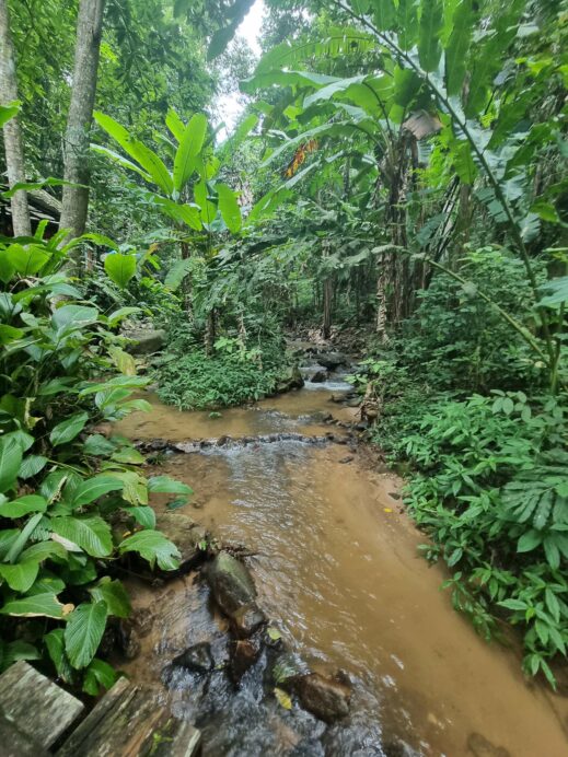 Teddu cafe muddy stream
