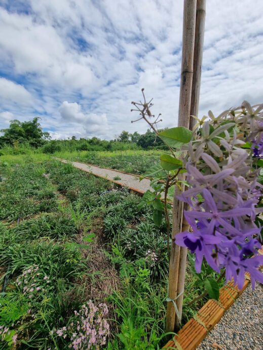 purple flowers and rice fields at The View Hotel in Chiang Dao