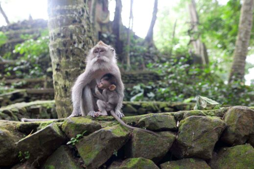 rtw-ubud-bali-147