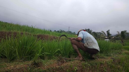 Post-Democracy Relocation Guide- rice fields