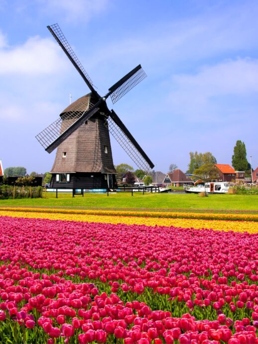 Dutch-windmill-with-tulips
