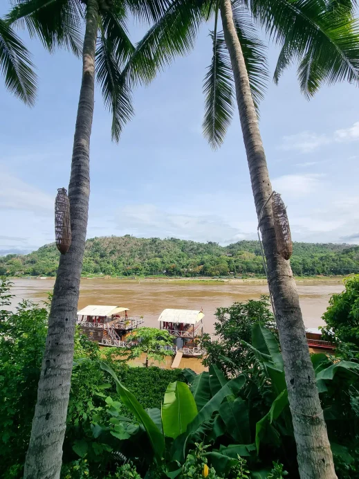 Mekong River Cruise, Luang Prabang, trees