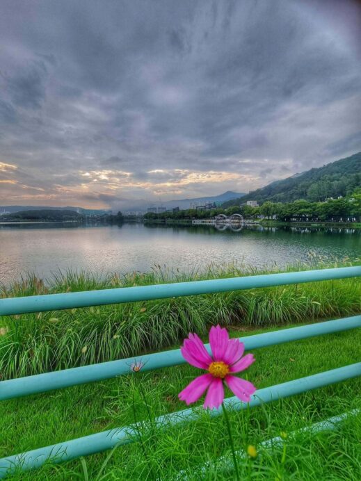 Suseong lake pink flower