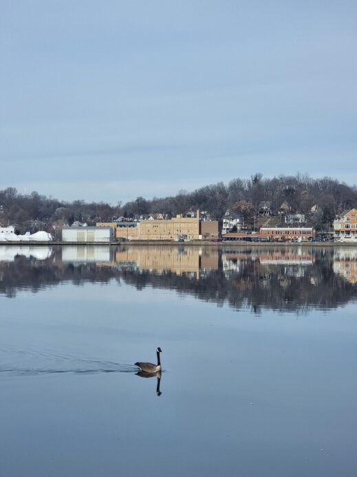 duck-on-the-mississippi-river