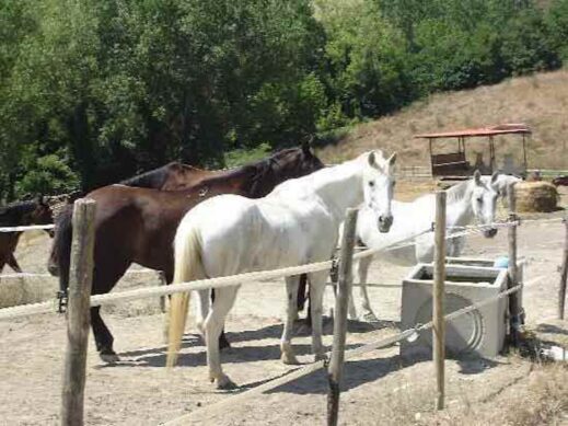 Il-Vecchio-Maneggio-horses-519x389 A Day in Tuscany: Organic Winery and Local Food at Il Vecchio Maneggio