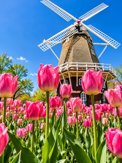 Orange City Tulip Festival, pink flowers, windmill