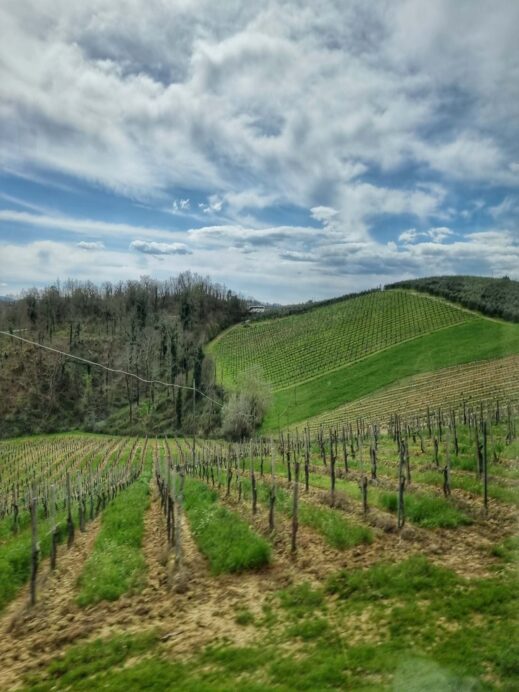 Tuscany wine vines