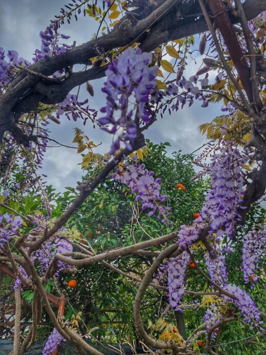 Wisteria and oranges