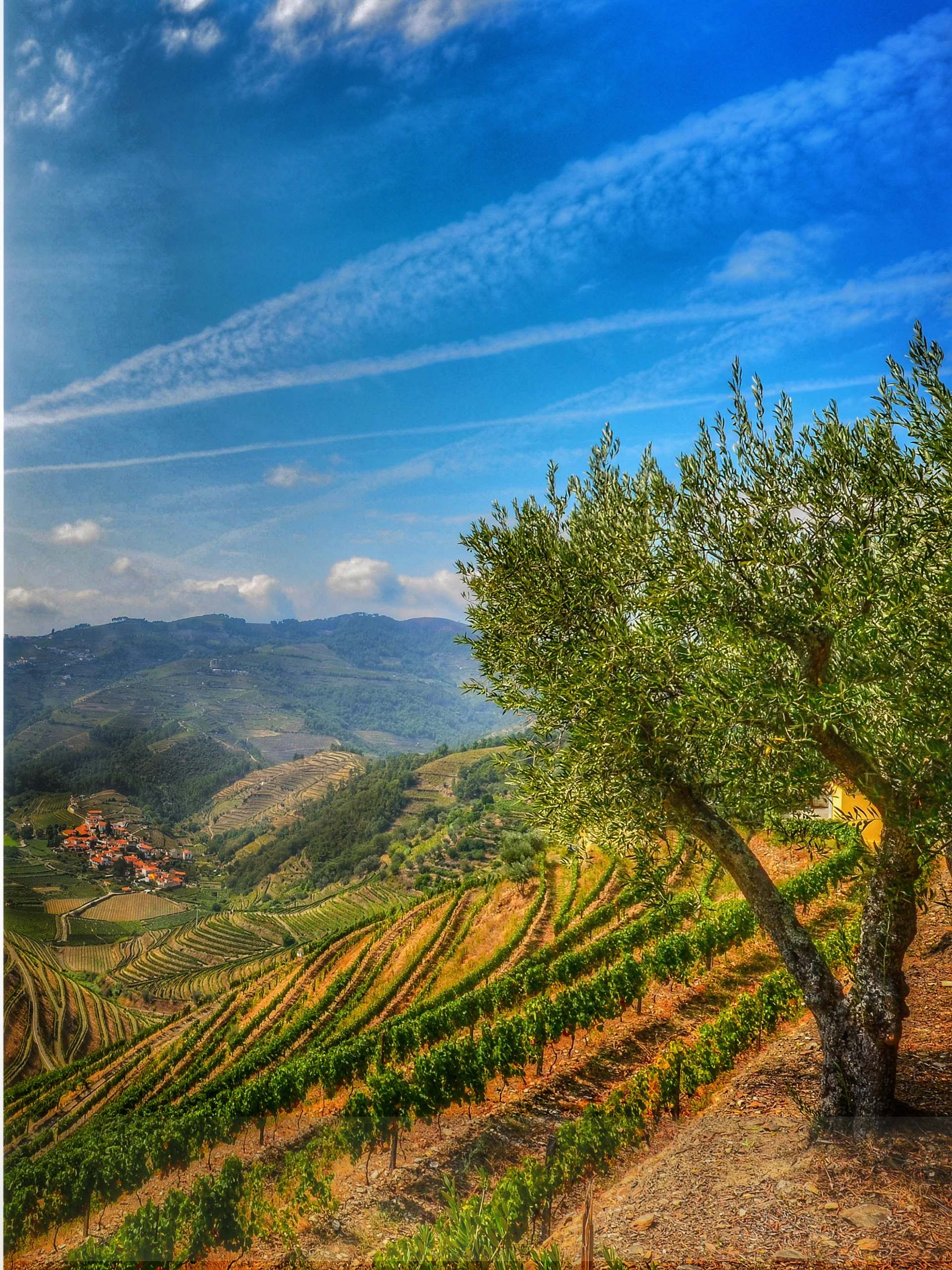 Tuscany Italy rows of wine