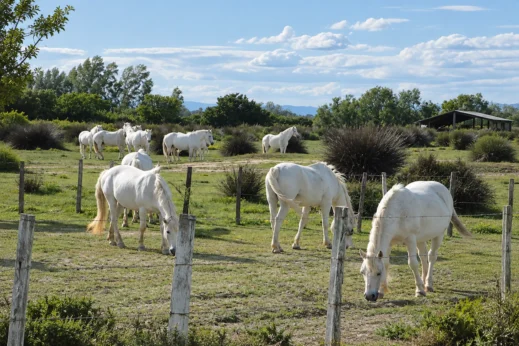White Horses Grazing in Pasture