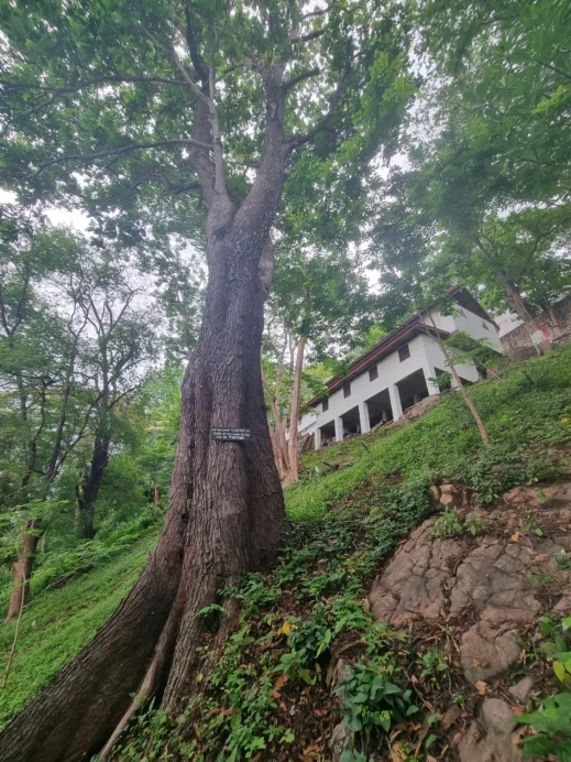 tree, saying , Phousi Hill, Luang Prabang