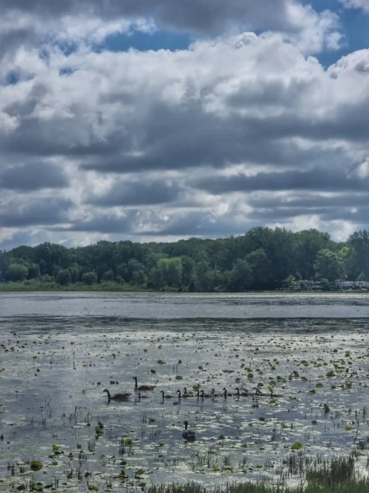 Duck family hiking in the QC