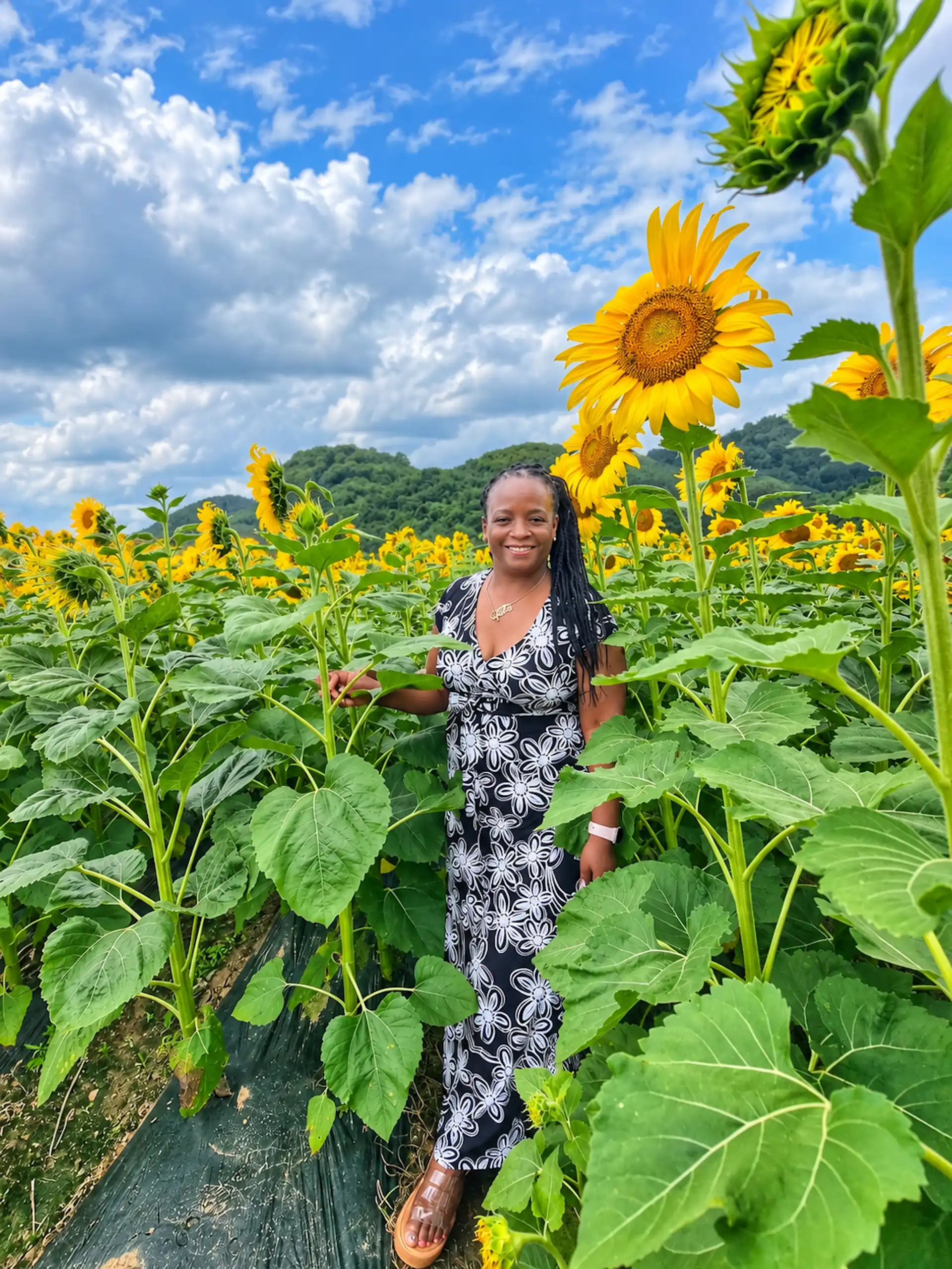 Gyeongju, sunflowers, cafe, Basilla, Stacey