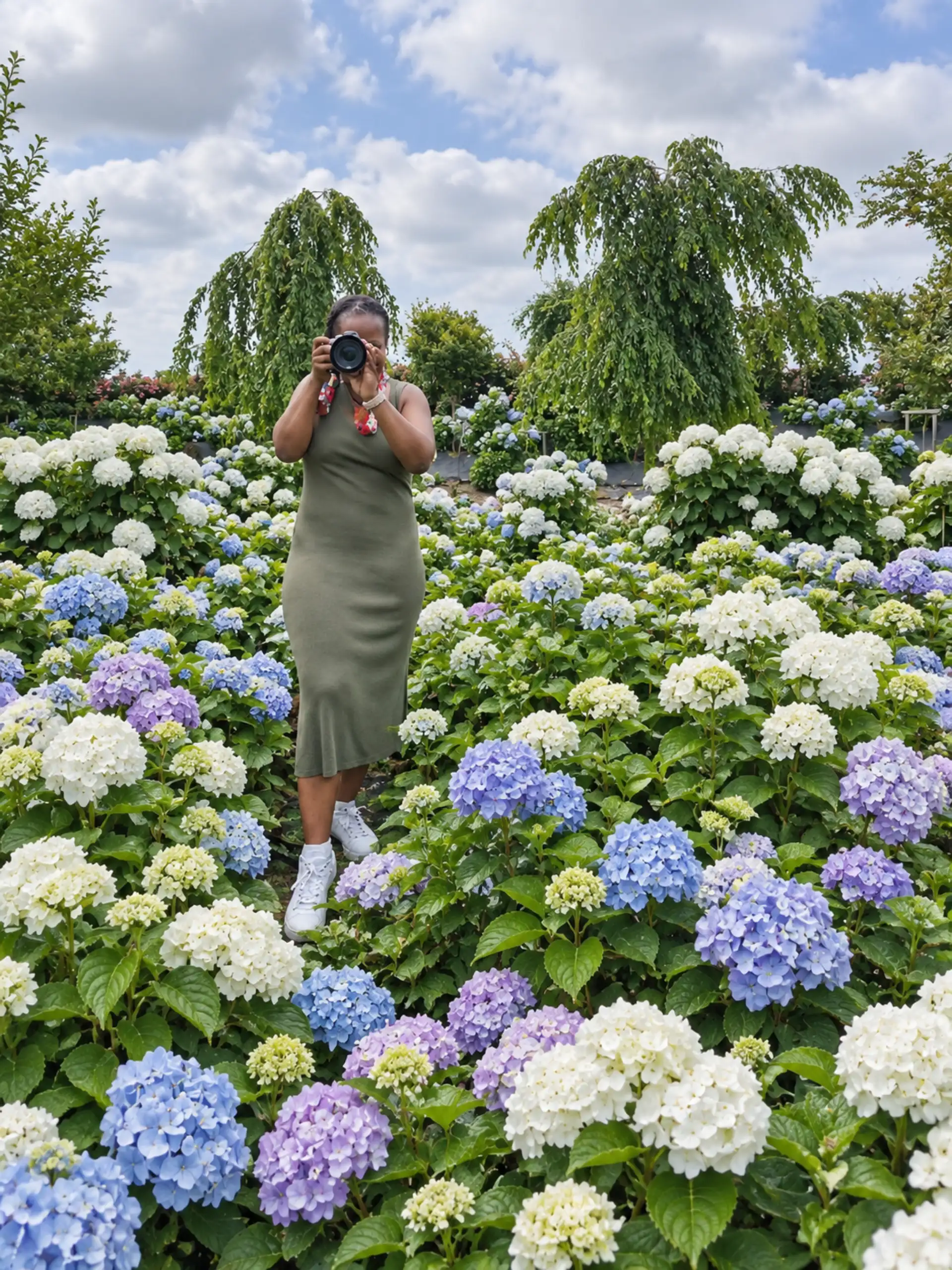 Hydrangea festival, Stacey, Yugo Saekdong, 2025