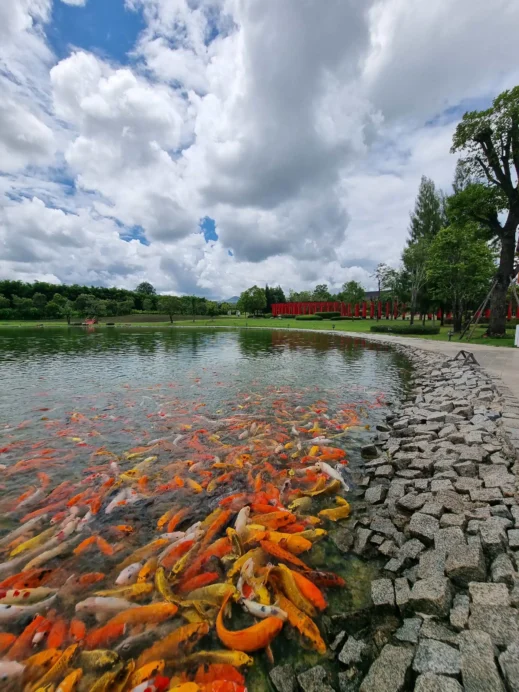 Hinoki Land koi fish