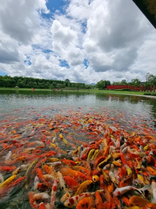 Hinoki Land, koi fish, pond