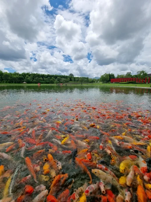 Hinoki Land, pond full of koi fish