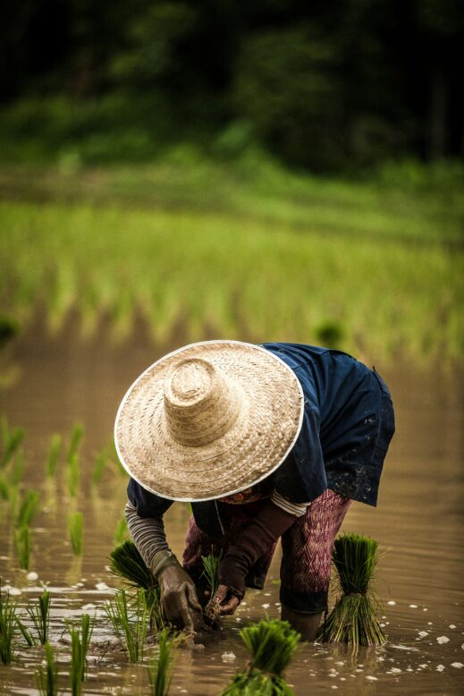rice field experience in Bali-food photography