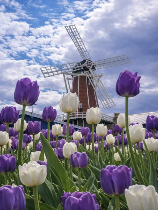 Orange-City-purple-and-white-tulips-1