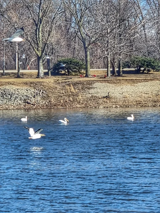 sunset-park-rock-island birds