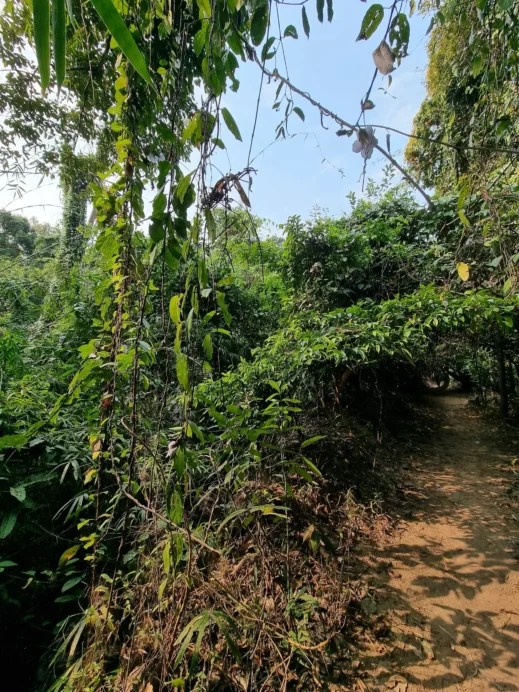 Hiking the Monk’s Trail, trail