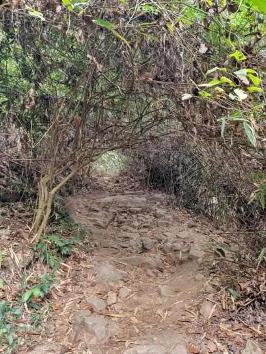 Hiking the Monk’s Trail, tree tunnel