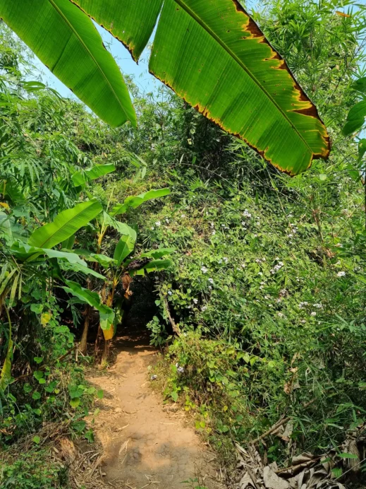 Hiking the Monk’s Trail, leaves