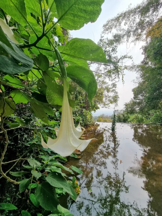 Hiking the Monk’s Trail, flower