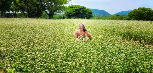 Stacey Jeju Canola Fields