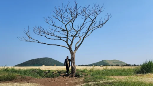 Stacey Jeju lonely tree