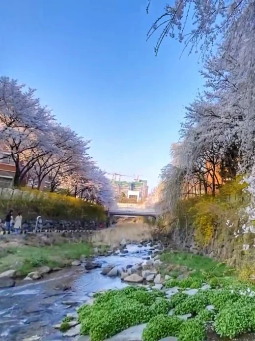 Uksucheon Promenade  grass