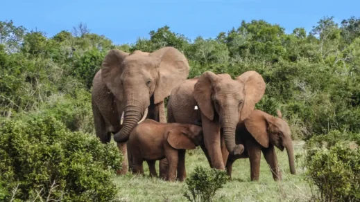 Elephant Family in South Africa, 8-day safari