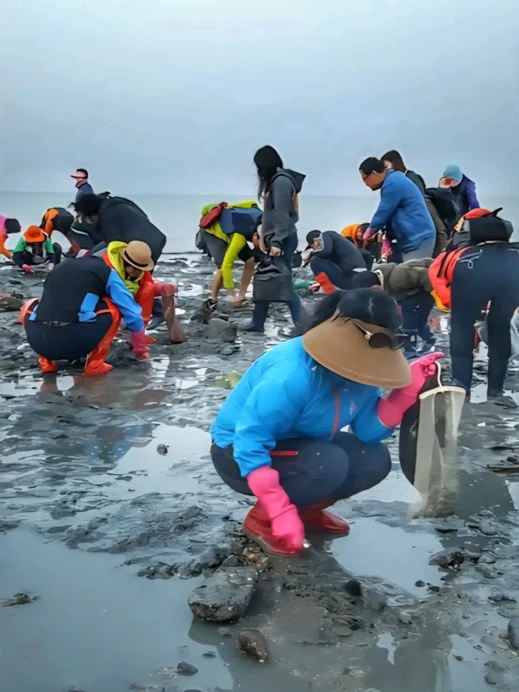 Digging clams, Jindo sea parting, winter festivals